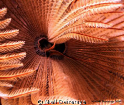 Feather Star Close up by Niall Deiraniya 